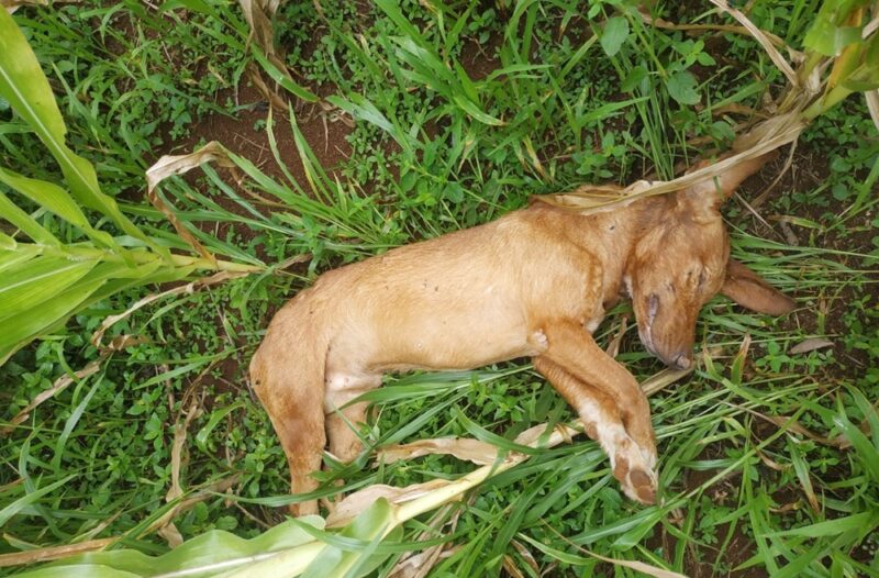 Preso em Turvo homem que matou seu cachorro uma foiçada na nuca