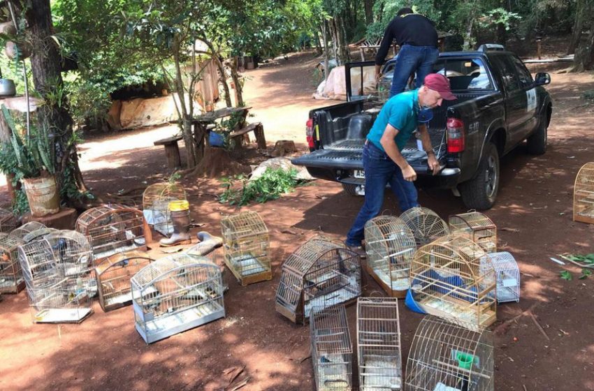 74 Pássaros que estavam em cativeiros foram apreendidos em Pitanga e região