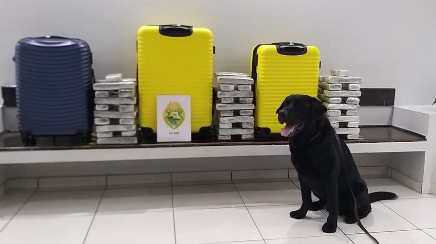  PM localiza três malas com drogas em ônibus de viagem em Guarapuava, com ajuda de cão farejador