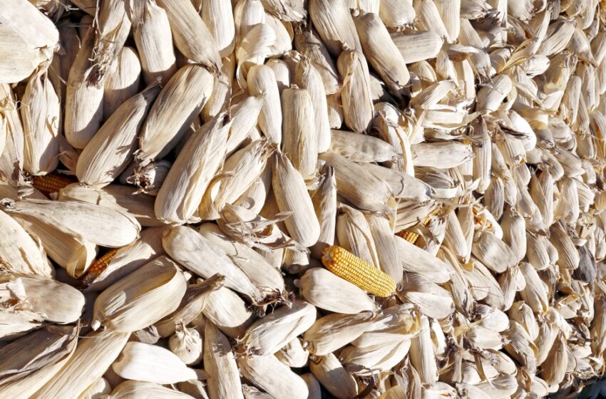  Aconteceu em Nova Tebas – 300 quilos de milhos na espiga já colhidos foram furtados