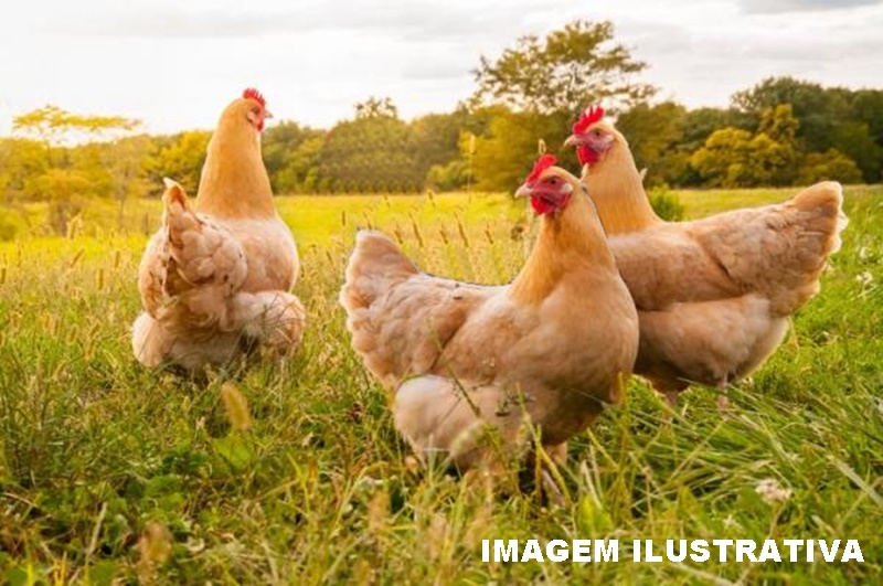  Três galinhas foram apreendidas e levadas para Delegacia de Pitanga. As pessoas abonaram e fugiram