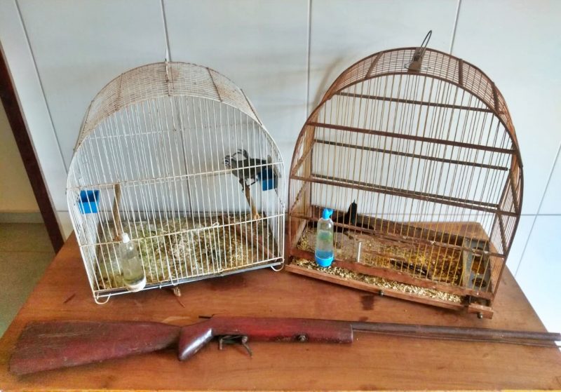  Mandado de prisão no interior de Laranjal. Uma espingarda e dois pássaros foram apreendidos
