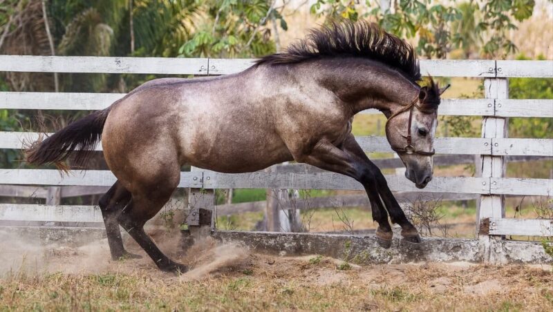  Cavalo da raça Manga Larga é furtado de propriedade em Laranjal