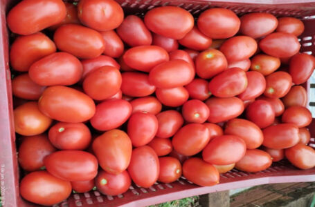 Produção em alta, preço em baixa, e sem comércio, produtores da região perdem toda produção de tomates